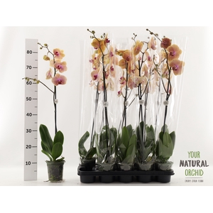 PHAL CARIBBEAN DREAM