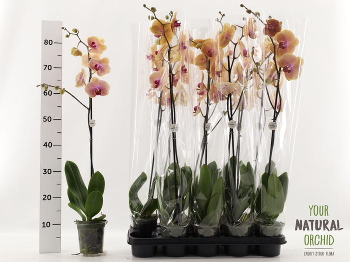<h4>PHAL CARIBBEAN DREAM</h4>