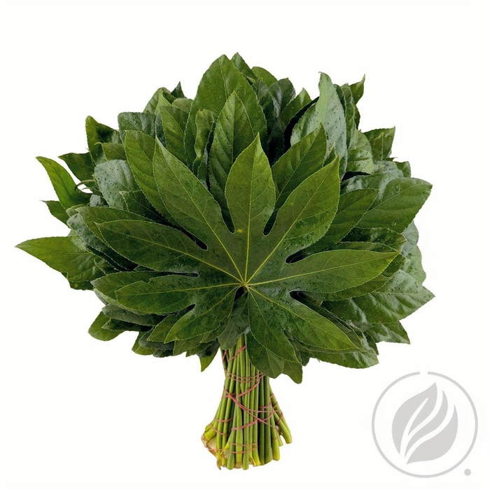 Aralia 30cm