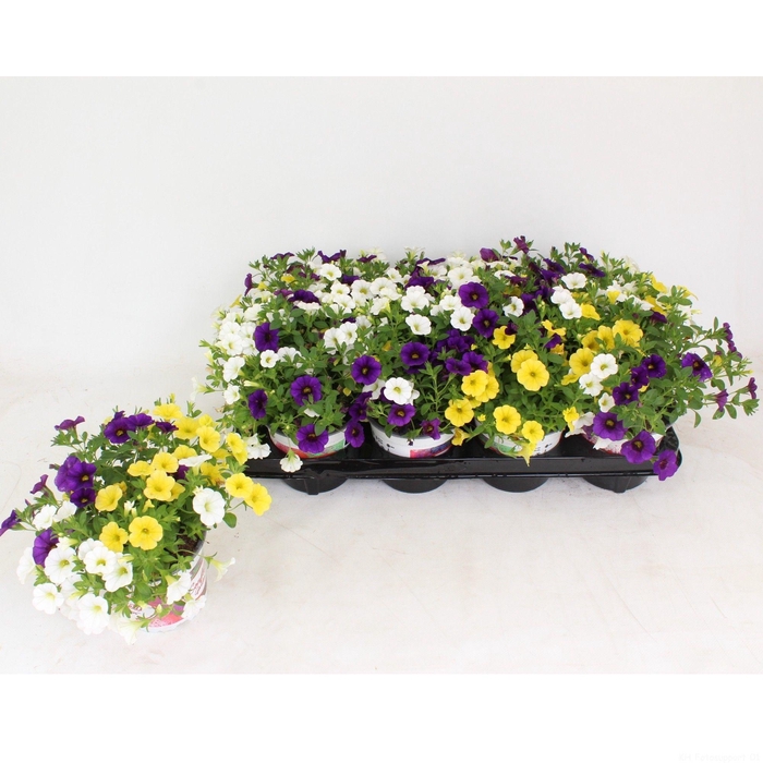 <h4>Confetti Garden Nani Hoku Star BLAUW WIT ORANJE</h4>