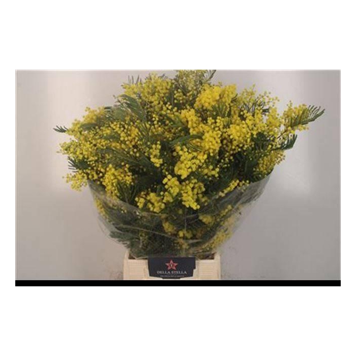 <h4>ACACIA BAILEYA BL BS</h4>