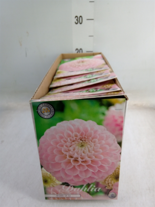 <h4>Dahlia   ...flowerbulbs</h4>