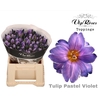 TU EN A PASTEL VIOLET