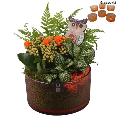 <h4>PTHG8295 Arrangement Autumn Glass in glas schaal</h4>