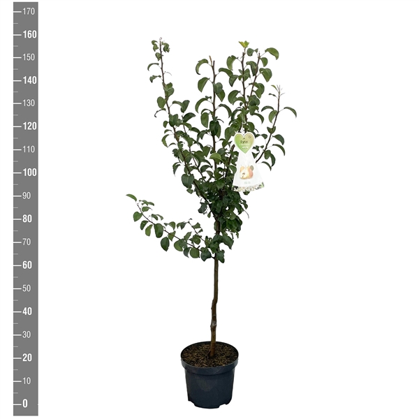 <h4>Pyrus c. Gellerts Butterbirne (B. Hardy) struik</h4>