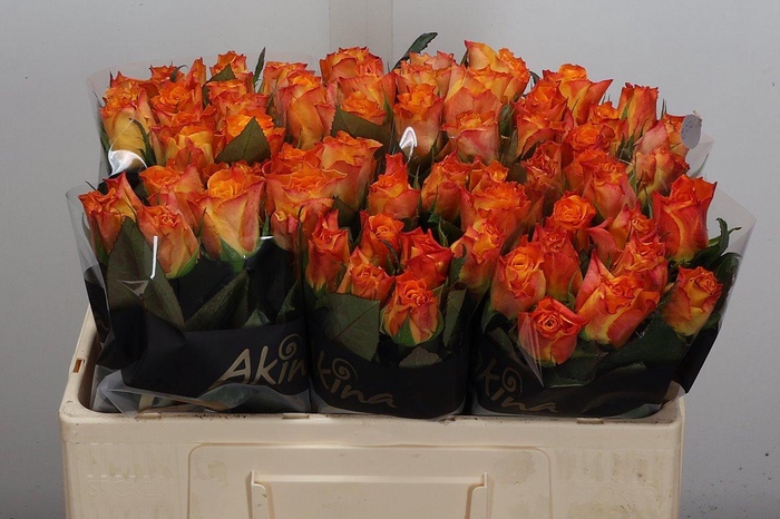 <h4>R Gr Marie-claire!</h4>