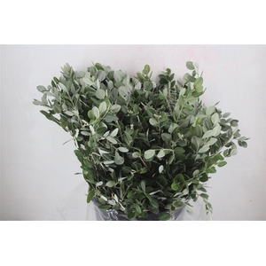 Pittosp Ralphi Leaves 400gr P Bunch