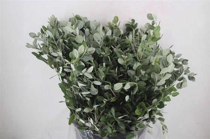 <h4>Pittosp Ralphi Leaves 400gr P Bunch</h4>