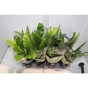 ASPLENIUM VARIADO P14