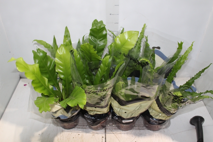 <h4>ASPLENIUM VARIADO P14</h4>