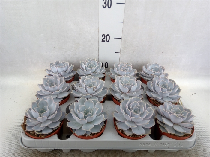 Echeveria lilacina