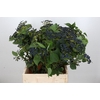 Viburnum Dark Blue Hermania