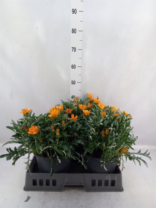 <h4>Gazania rig. 'Gazoo Clear Orange'</h4>