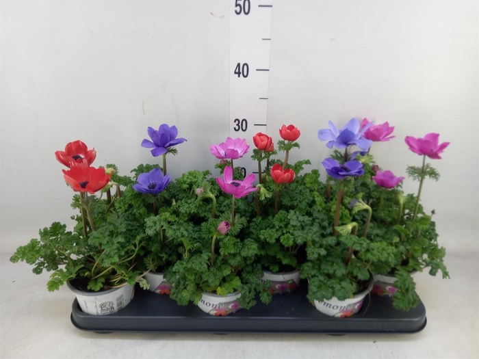 <h4>Anemone cor. 'Harmony'   ..mix</h4>