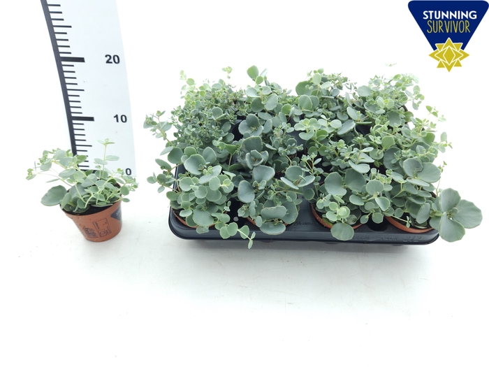 SEDUM SIEBOLDII