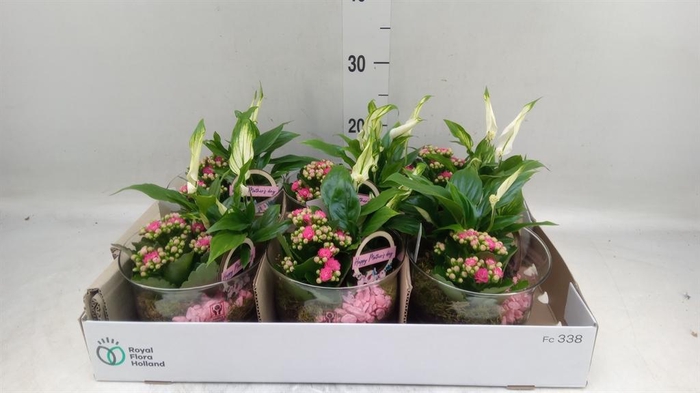 <h4>Arr.    Planten  L%</h4>