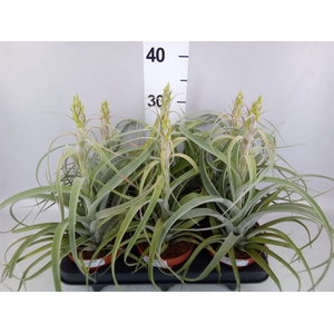 Tillandsia capitata 'Hermosa'