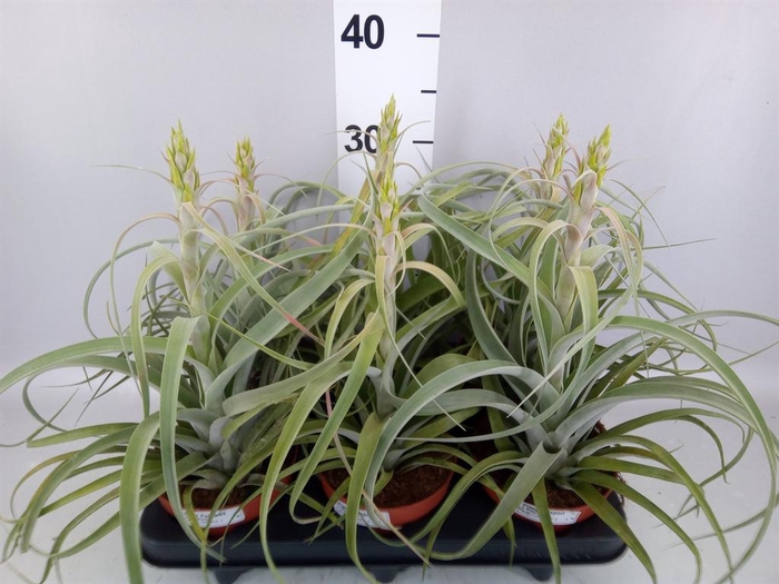 <h4>Tillandsia capitata 'Hermosa'</h4>