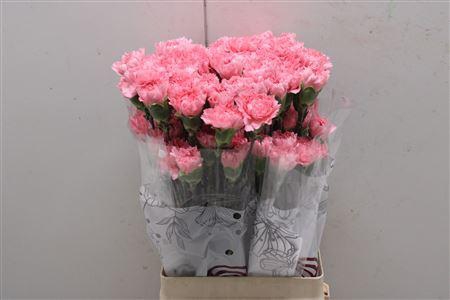 <h4>Di St Corvette</h4>