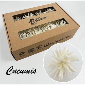 Zijde Cucumis Icy White Wx