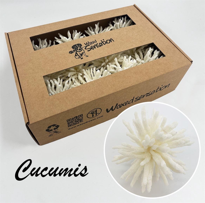 <h4>Zijde Cucumis Icy White Wx</h4>