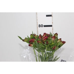 ALSTROEMERIA MARIAN 080 CM VERMELHO