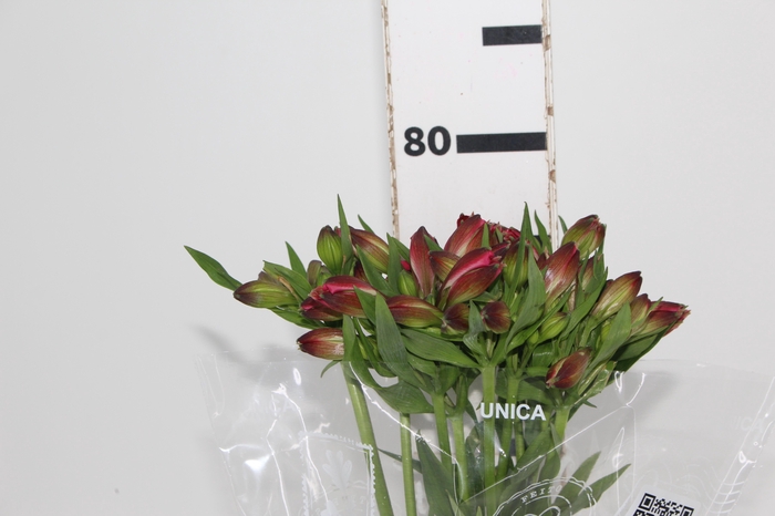 ALSTROEMERIA MARIAN 080 CM VERMELHO