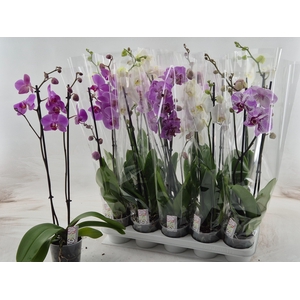PHAL MIX 2 TAK