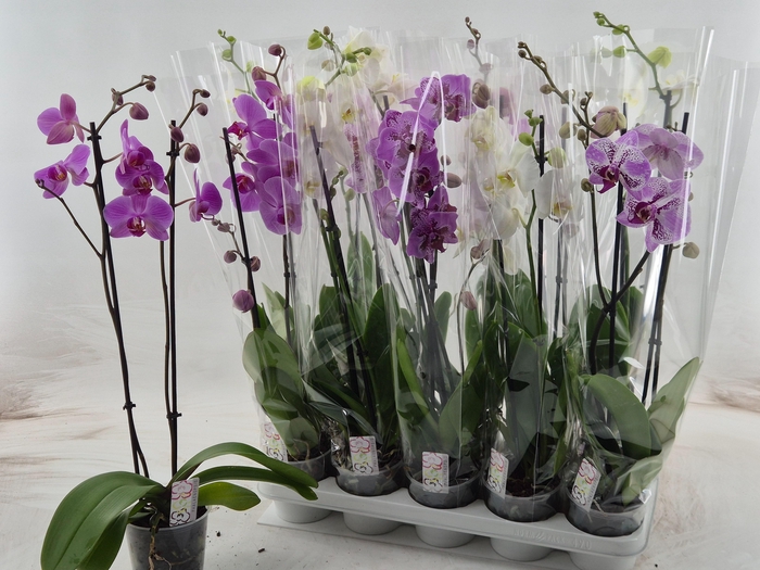 <h4>PHAL MIX 2 TAK</h4>