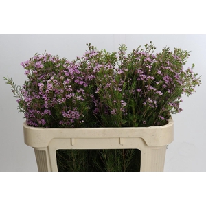 Chamelaucium Early Nir