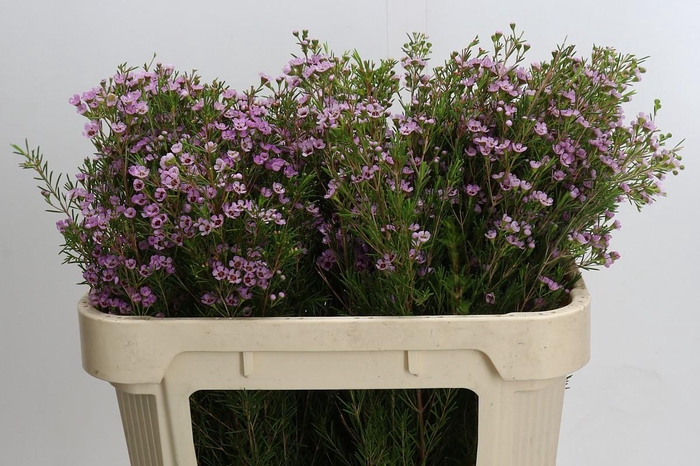 <h4>Chamelaucium Early Nir</h4>