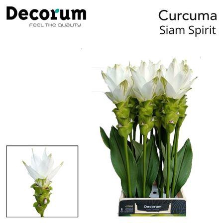 <h4>Curc Al Siam Spirit 70cm</h4>