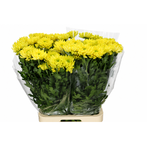 Chrysanthemum Gp Rossano Lime