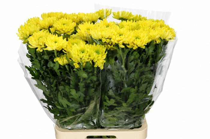 <h4>Chrysanthemum Gp Rossano Lime</h4>