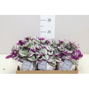 Tradescantia Albiflora 'nanouk' Wit Keramiek