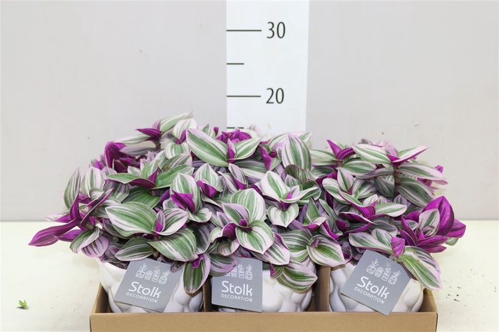 <h4>Tradescantia Albiflora 'nanouk' Wit Keramiek</h4>