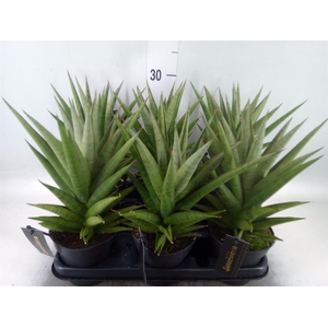 Sansevieria   ...