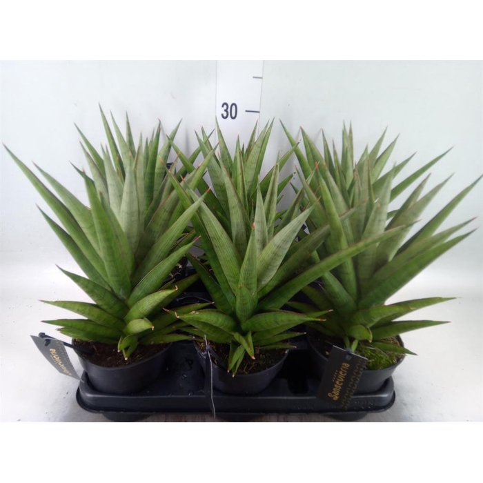 <h4>Sansevieria   ...</h4>