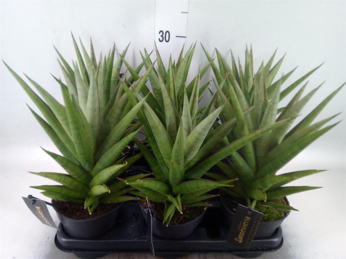 Sansevieria   ...
