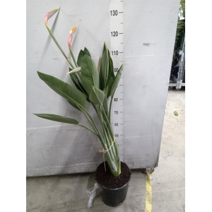 Strelitzia reg.