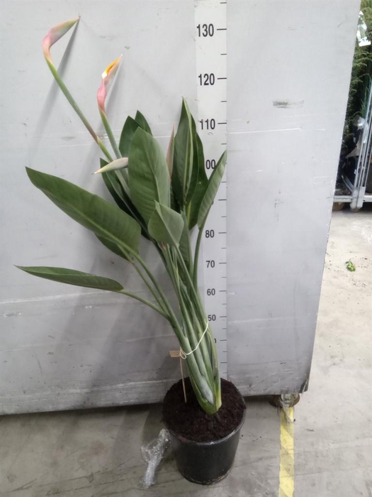 <h4>Strelitzia reg.</h4>