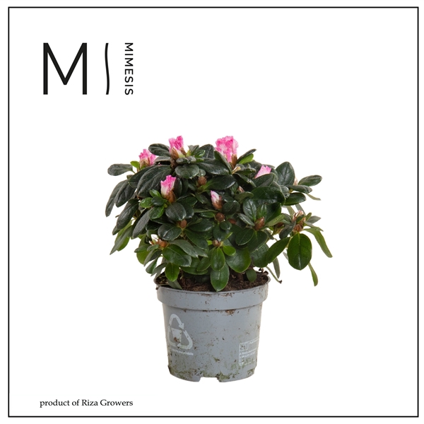 <h4>Rhododendron Simsii Grp 'Hellmut Vogel'</h4>