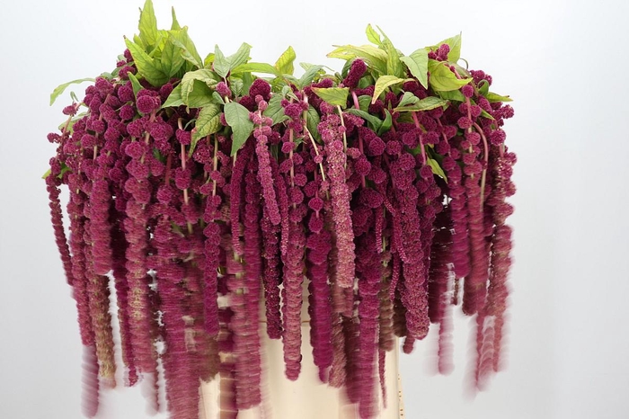 <h4>Amaranthus Caudatus Rosary</h4>