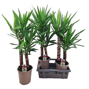 Yucca 60-30