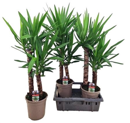 <h4>Yucca 60-30</h4>