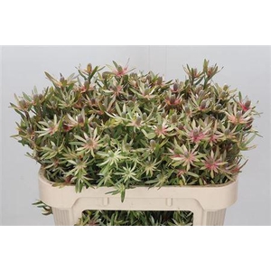 Leucad Ayoba St Pear