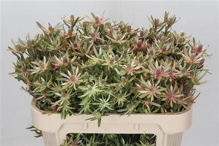 Leucad Ayoba St Pear