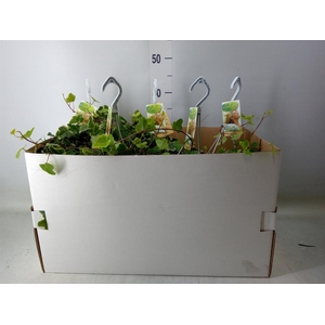 Hedera helix 'White Wonder'