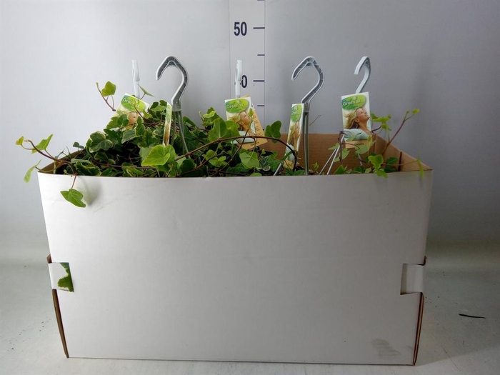 <h4>Hedera helix 'White Wonder'</h4>