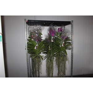 ORQUIDEA VANDA CESTA VAZADA